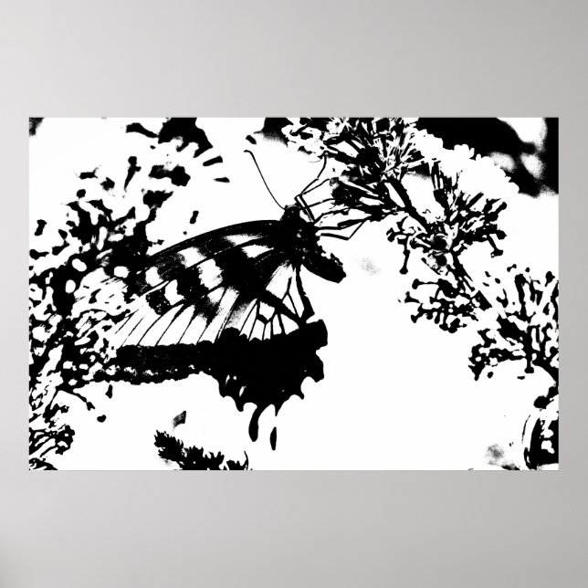 Póster Poster de mariposa negra y blanca (Frente)