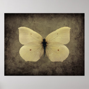 Póster Poster de mariposa sepia vintage