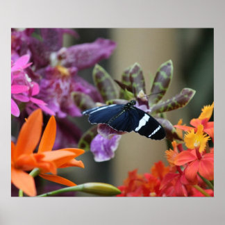 Póster Poster de mariposa tropical azul