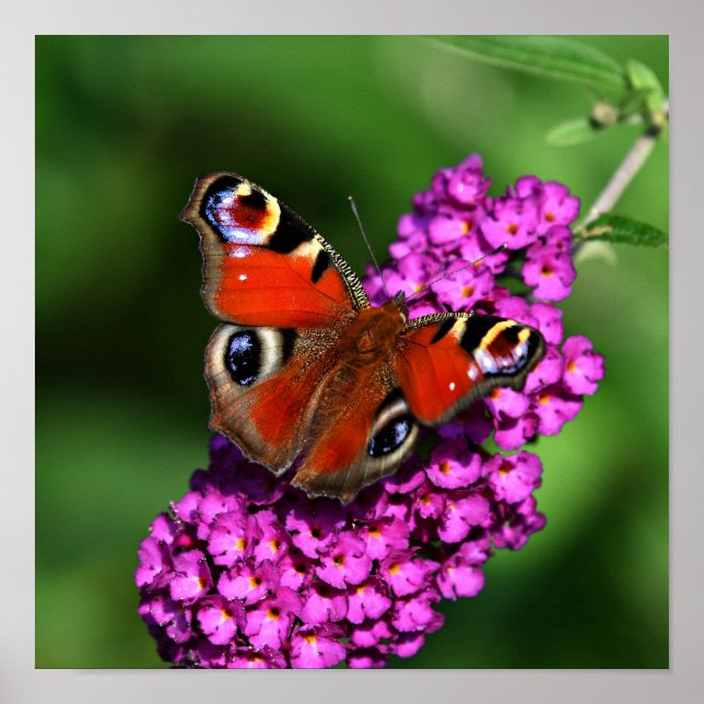 Póster Poster de mariposa y flores rojas (Frente)