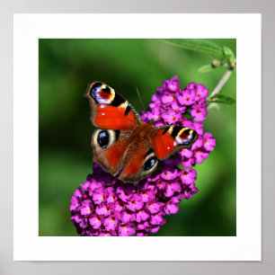 Póster Poster de mariposa y flores rojas