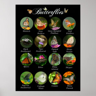 Póster Poster de mariposas