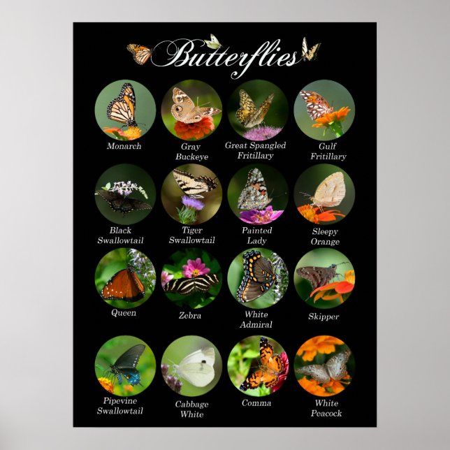 Póster Poster de mariposas (Frente)