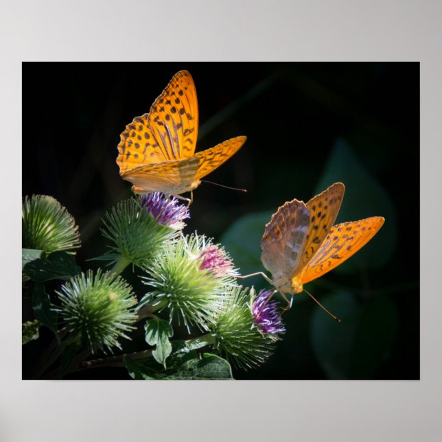 Póster Poster de mariposas (Frente)