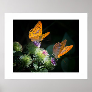 Póster Poster de mariposas