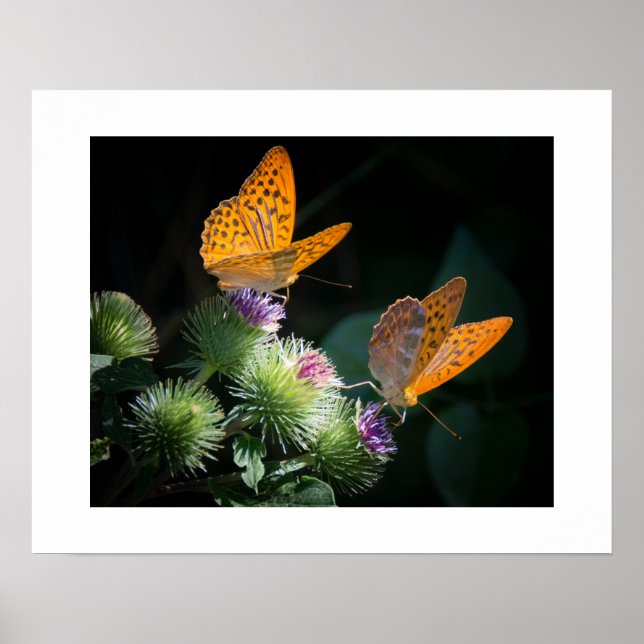 Póster Poster de mariposas (Frente)