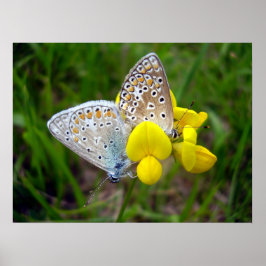 Póster Poster de mariposas azules comunes