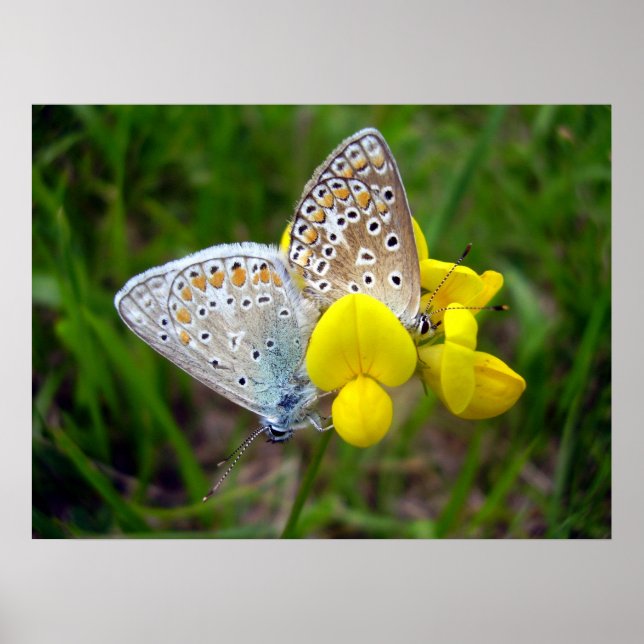 Póster Poster de mariposas azules comunes (Frente)