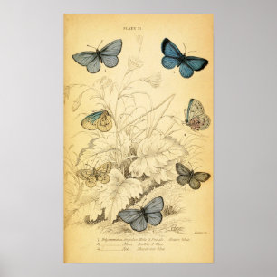 Póster Poster de mariposas azules de época