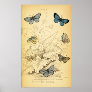 Póster Poster de mariposas azules de época
