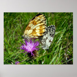 Póster Poster de mariposas blancas enmarcadas