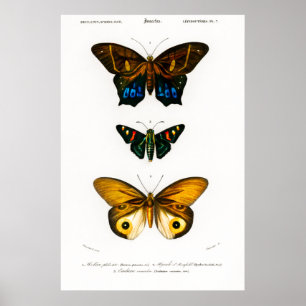 Póster Poster de mariposas con estampado animal de época