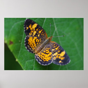 Póster Poster de mariposas Pearl Crescent