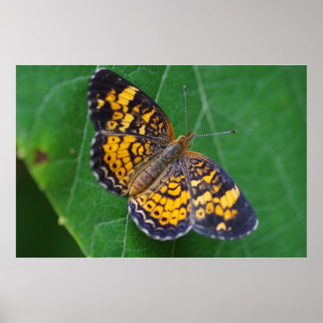 Póster Poster de mariposas Pearl Crescent (Frente)