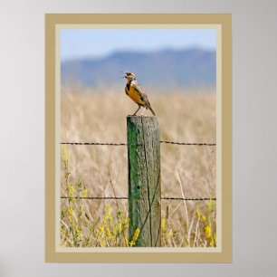 Póster Poster de Meadowlark Occidental