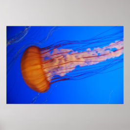 Póster Poster de medusas 1