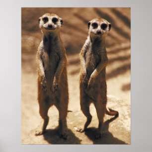 Póster Poster de Meerkat