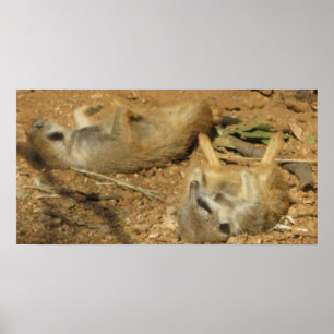 Póster Poster de Meerkats de la madera