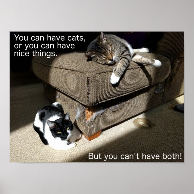 Póster Poster de memes sobre gatos (Frente)