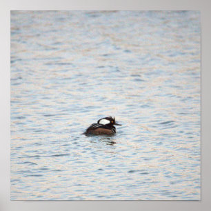 Póster Poster de Merganser Hooded