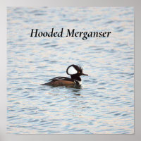 Poster de Merganser Hooded