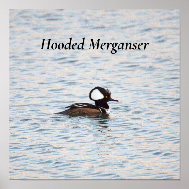 Póster Poster de Merganser Hooded (Frente)