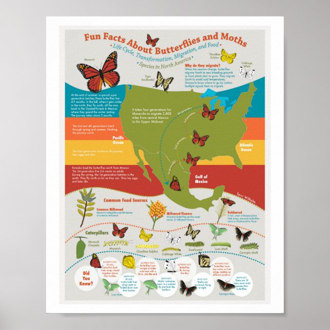 Póster Poster de migración de mariposa (Frente)
