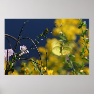 Póster Poster de momento de mariposa -36x24 -menor dispon