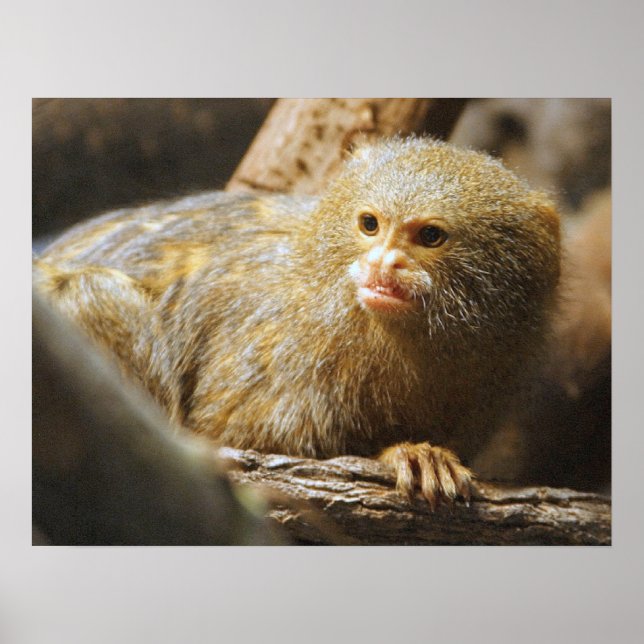 Póster Poster de mono (Frente)