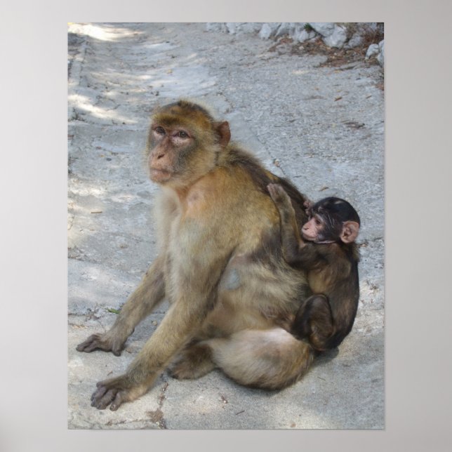 Póster Poster de Monos de Gibraltar (Frente)