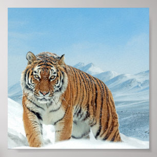 Póster Poster de Montañas Tigre de Nieve, foto de natural