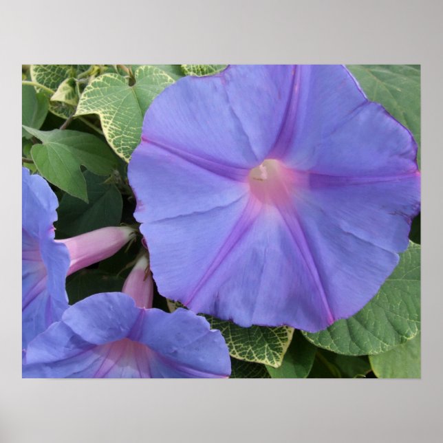 Póster Poster de Morning Glory (Frente)