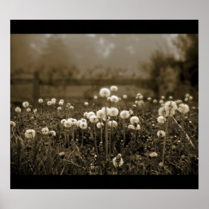 Póster Poster de Morning Mist Dandelions