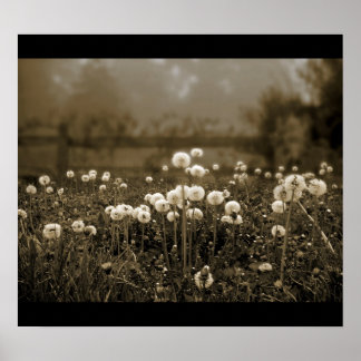 Póster Poster de Morning Mist Dandelions
