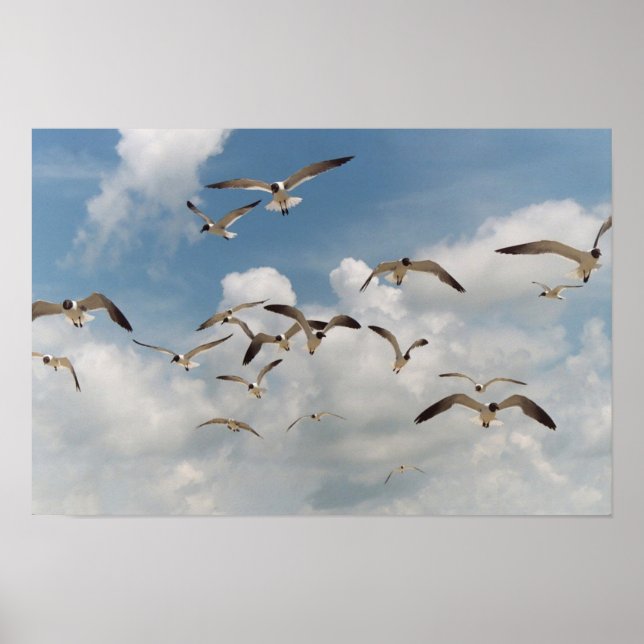 Póster Poster de muchas gaviotas (Frente)