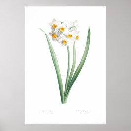 Póster Poster DE NARCISUS BOTÁNICO VINTABLE