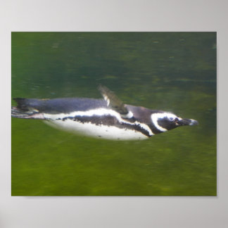 Póster Poster de natación en pingüino