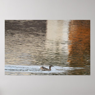 Póster Poster de natación Mallard Duck