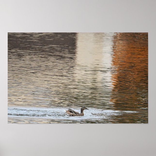 Póster Poster de natación Mallard Duck (Frente)