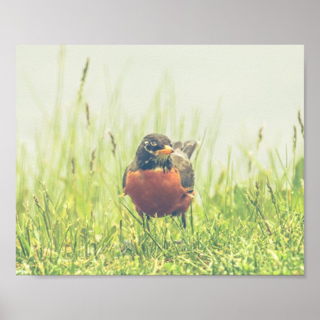 Póster Poster de Naturaleza Robin Bird de Estados Unidos (Frente)