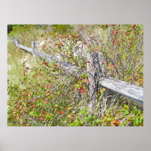 Póster Poster de NJ de Fence & Poison Ivy IBSP