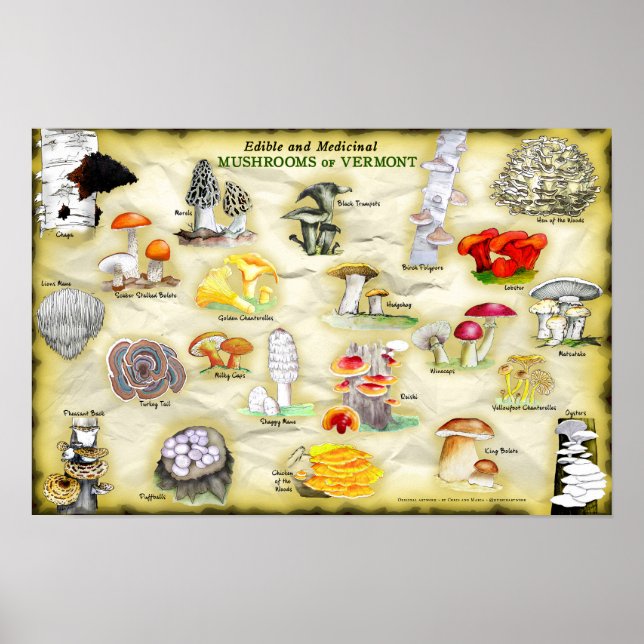 Póster Poster de nombres comunes 18x12 hongos de Vermont (Frente)