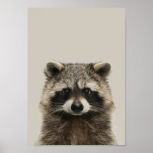 Poster de Nursera de Animales Bebés - Racoon
