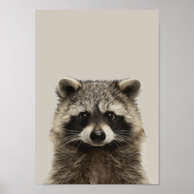 Póster Poster de Nursera de Animales Bebés - Racoon (Frente)