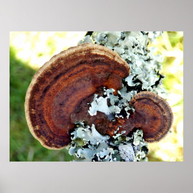 Póster Poster de Oak Mazegill Fungus (Frente)