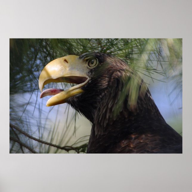 Póster Poster de Ocultación de Águila Calva (Frente)