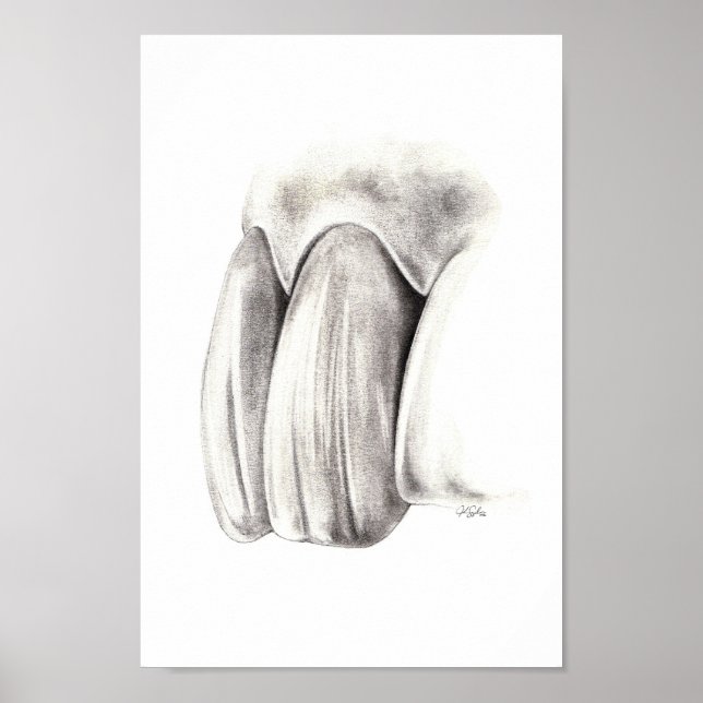 Póster Poster de Odontología Estética (Frente)