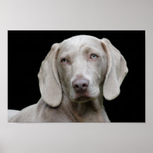 Poster de ojos de cachorro de Weimaraner