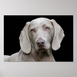 Póster Poster de ojos de cachorro de Weimaraner