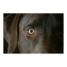 Poster de ojos de Chocolate Lab